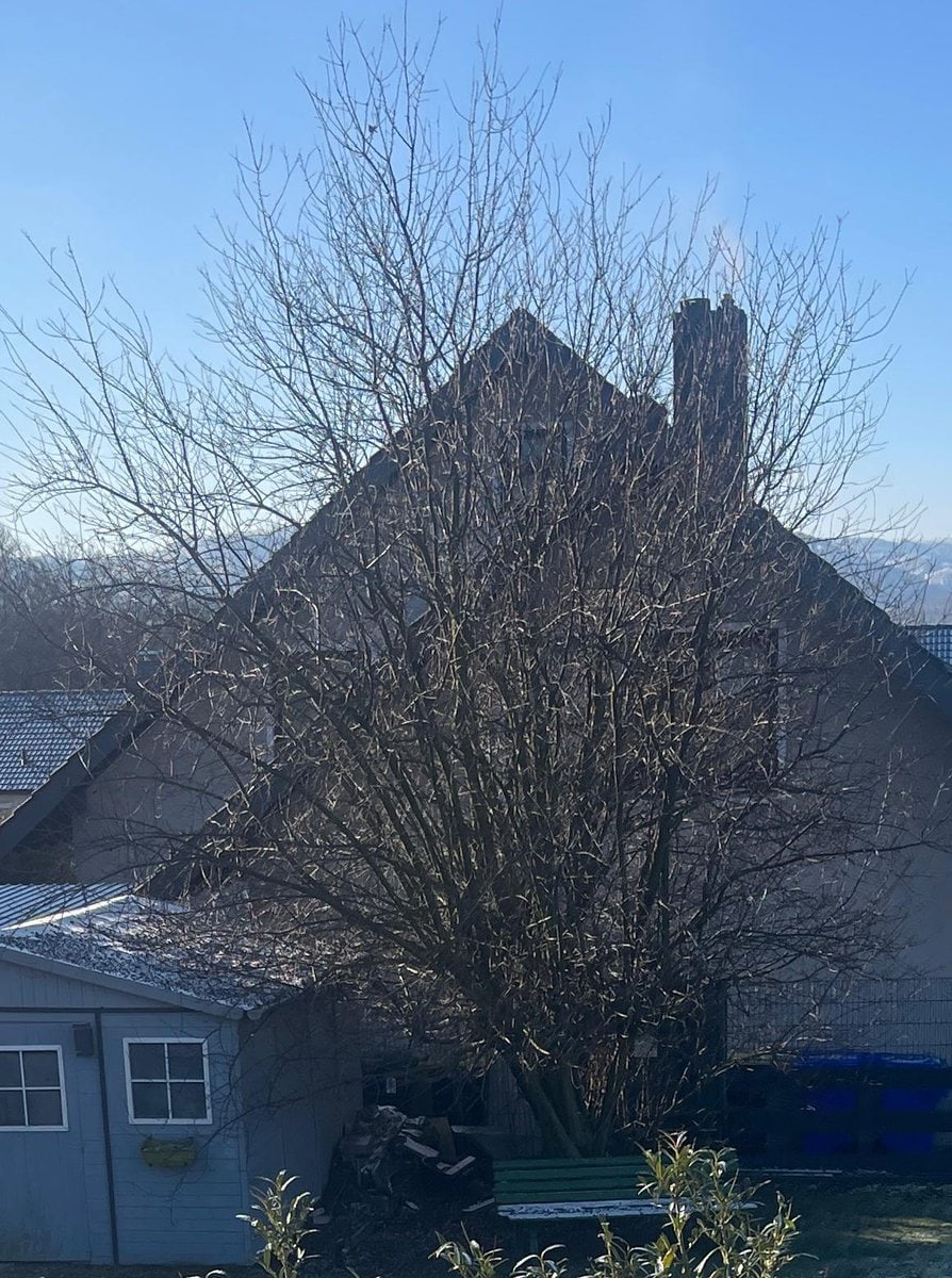 Garten- und Landschaftsbauer für fachgerechten Baumschnitt gesucht