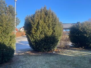 Fachgerechter Baumschnitt in Garten und Landschaftsbau, um Bäume zu erhalten und zu verschönern. und Landschaftsbauer für Baumschnitt